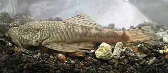 Chaetostoma leucomelas