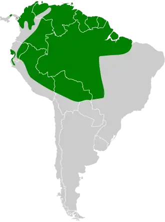 Kortstaartgierzwaluw