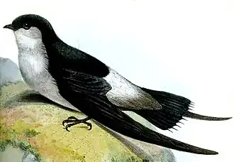 Grijsstuitgierzwaluw