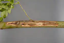 Een grote laesie op een tak