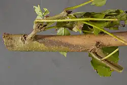 Smalle lensvormige laesies op de bast