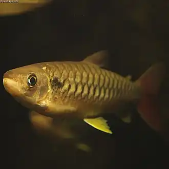 Chalceus macrolepidotus