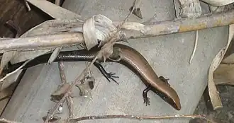 West-Canarische skink