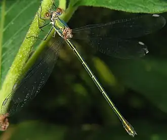 Houtpantserjuffer ♀ (Chalcolestes viridis)