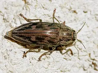 Grote dennenprachtkever