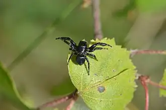 Chalcoscirtus infimus