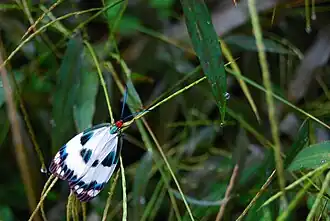 Chalcosia pectinicornis