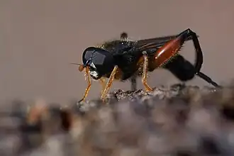 Chalcosyrphus femoratus