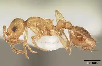 Temnothorax muellerianus