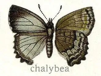 Ahlbergia chalybeia