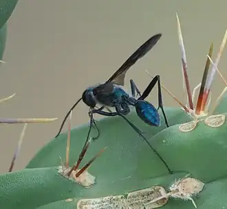 Chalybion zimmermanni