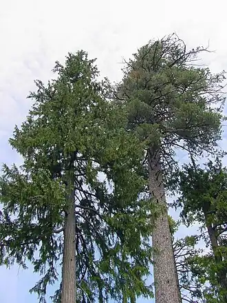 Californische cipres