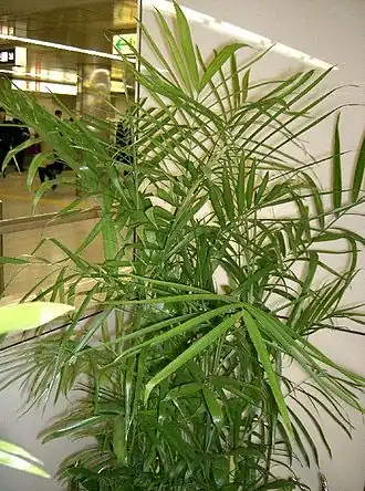 Chamaedorea seifrizii