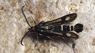 Chamaesphecia nigrifrons