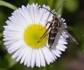 Chamaesphecia annellata