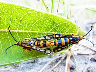 Chamaesphecia masariformis