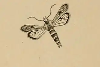 Chamaesphecia staudingeri