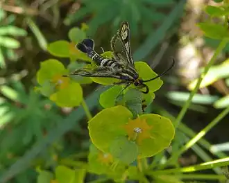 Wolfsmelkwespvlinder