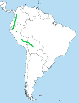 Gebandeerde mierlijster