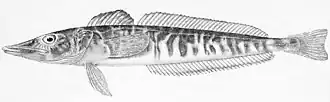 Champsocephalus esox