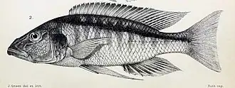 Champsochromis spilorhynchus