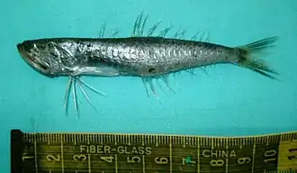 Champsodon nudivittis