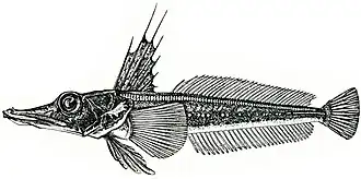 Channichthys bospori