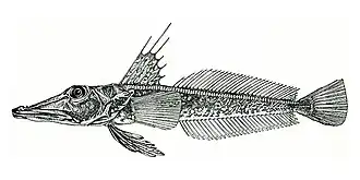 Channichthys richardsoni