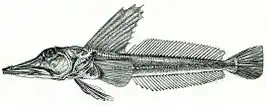 Channichthys rugosus