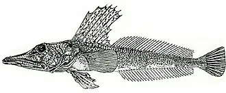 Channichthys velifer