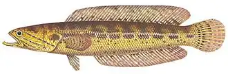 Channa bankanensis