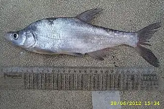 Chanodichthys oxycephalus