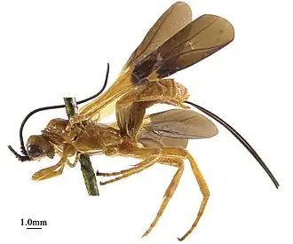 Chaoilta himalayensis