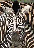 Chapmans zebra