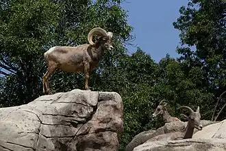 Verblijf van de woestijndikhoornschapen