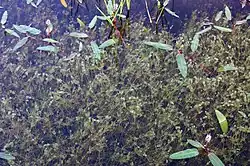 Een chara-weide (Chara vulgaris)