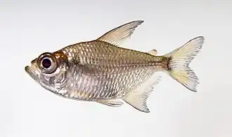 Moenkhausia oligolepis