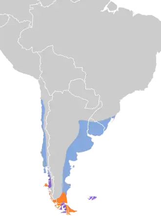 Patagonische plevier