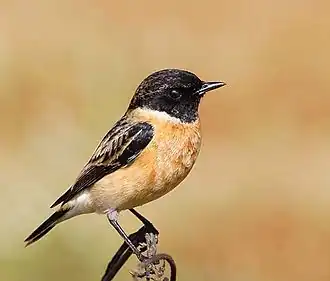 Aziatische roodborsttapuit