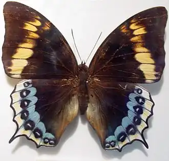 Charaxes eurialus