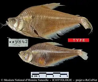 Gebochelde karperzalm