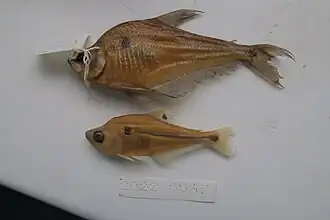 Charax pauciradiatus