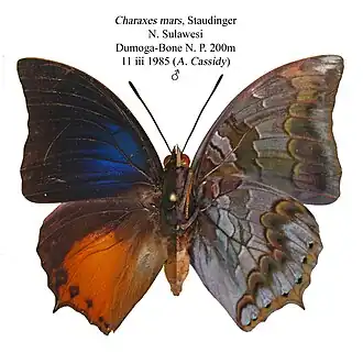 Charaxes mars
