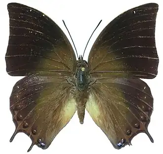 Charaxes antonius