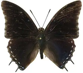 Charaxes bocqueti