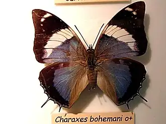 Charaxes bohemani