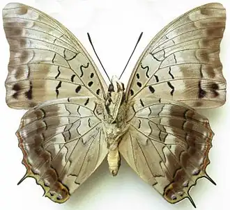 Charaxes catachrous