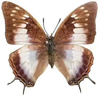 Charaxes contrarius