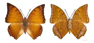 Charaxes distanti