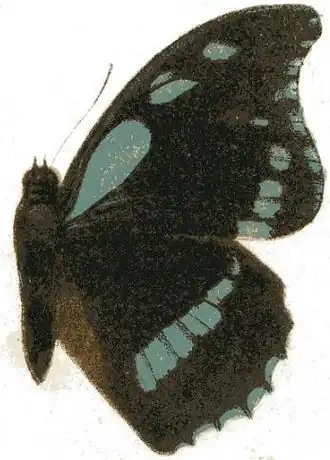 Charaxes doubledayi